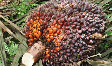 SPKS Tolak Kenaikan Pungutan Dana Sawit Untuk Atasi Kelangkaan Migor