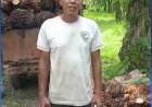Larangan Ekspor CPO Dicabut, Petani Sawit Sumut: Terima Kasih Presiden Joko Widodo  SUMUT, PIJAR TAPANULI - Kebijakan Presiden