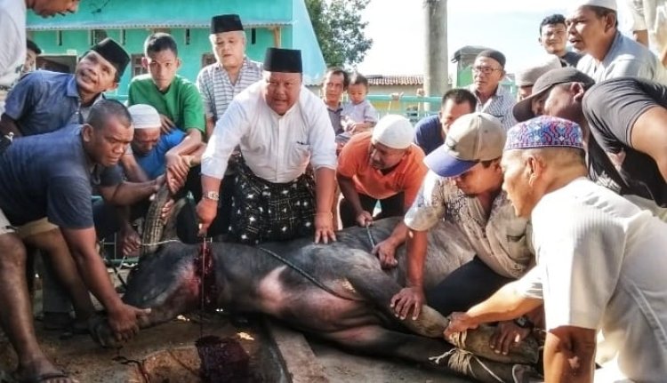 Syarfi Salurkan 21 Ekor Hewan Qurban di Sibolga dan Tapteng