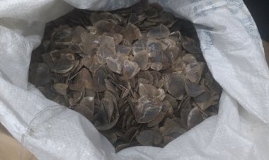 Terungkap, kasus Kulit Trenggiling Merupakan Barang Bukti Sitaan Kejaksaan, "Kenapa Tersangka Tidak Ada Dari Kejaksaan Negeri Sibolga?"