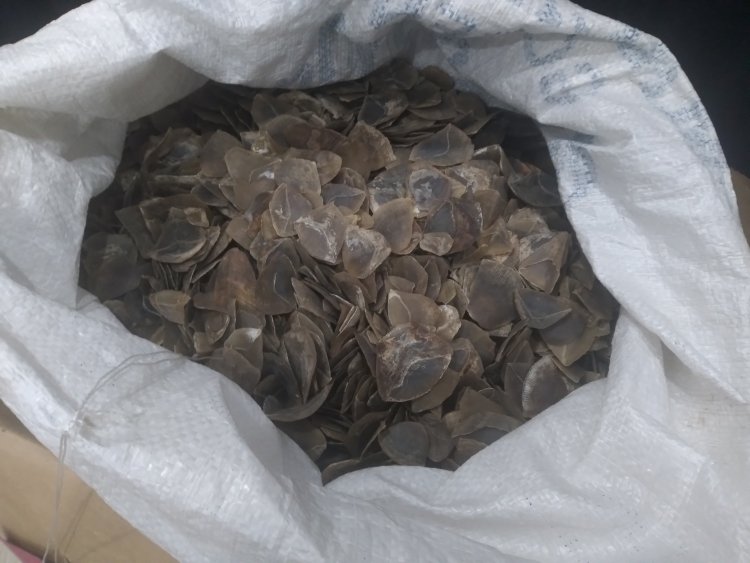 Terungkap, kasus Kulit Trenggiling Merupakan Barang Bukti Sitaan Kejaksaan, "Kenapa Tersangka Tidak Ada Dari Kejaksaan Negeri Sibolga?"