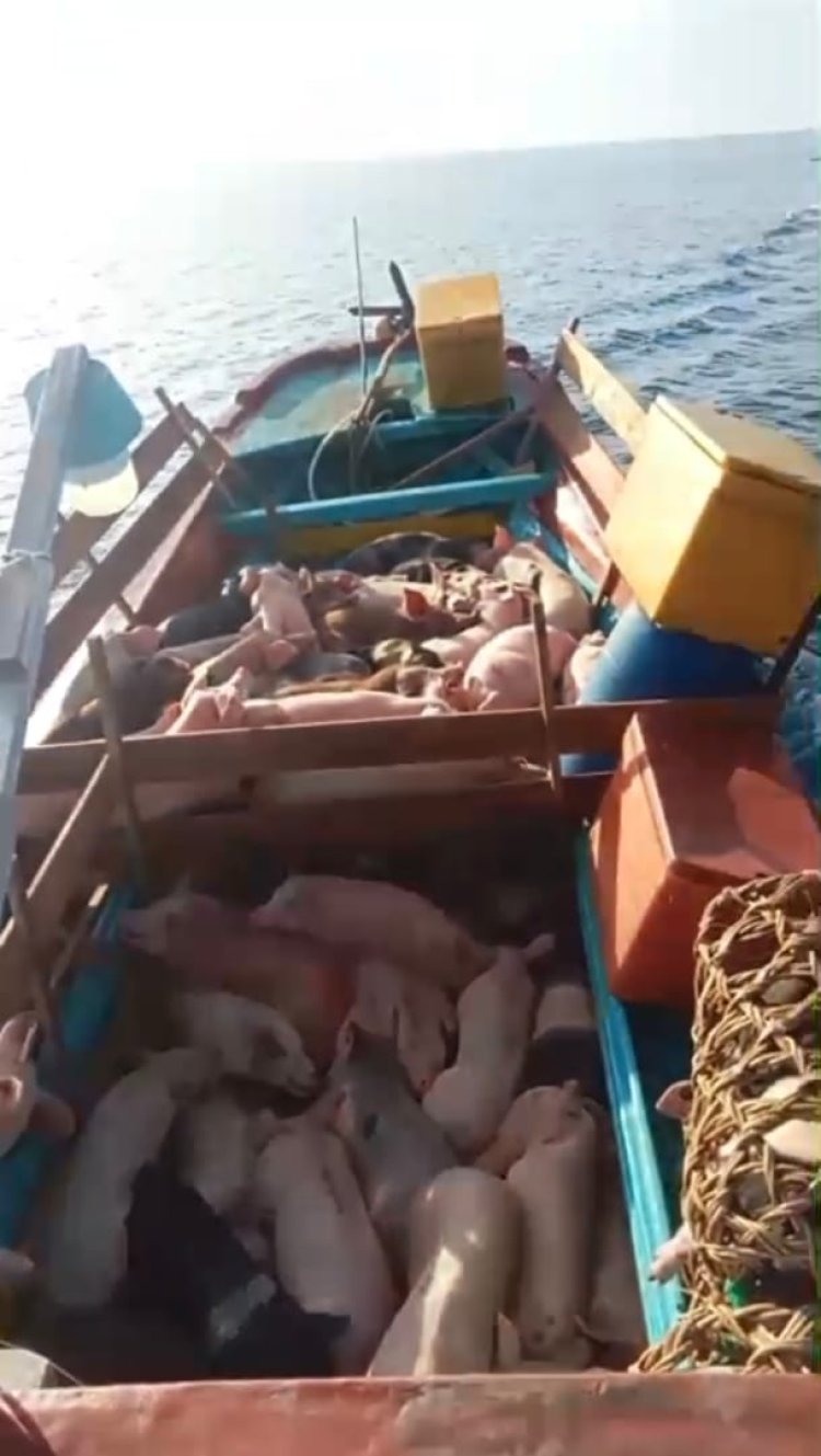 TNI AL Tangkap 2 unit Kapal Tanpa Dokumen & Gagalkan Peredaran Ratusan Ekor Babi Illegal Di Perairan Nias Utara  